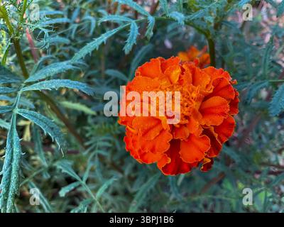 Une fleur de souci hybride ( Tagetes patula) Banque D'Images