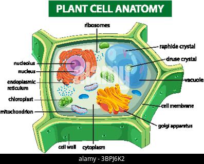 Illustration vectorielle colorée de la structure cellulaire végétale avec des organites marqués, mettant en évidence les composants et les fonctions cellulaires dans une disposition claire Illustration de Vecteur