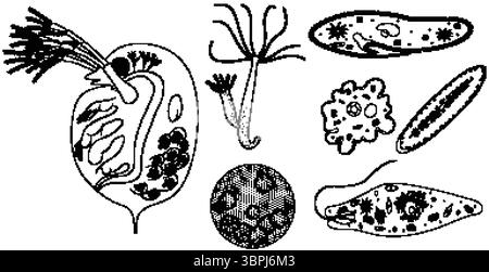 Illustrations vectorielles détaillées de divers micro-organismes en noir et blanc, présentant diverses formes et structures internes complexes Illustration de Vecteur