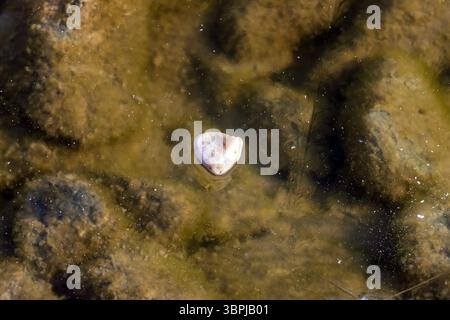 Petite pierre sur la glace de la surface gelée du lac au-dessus du fond rocheux Banque D'Images