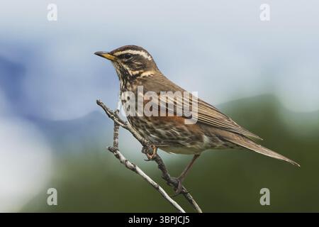 Redwing (Turdus iliacus) assis sur une branche pourrie, parc naturel, Dalvik, Islande, Europe Banque D'Images