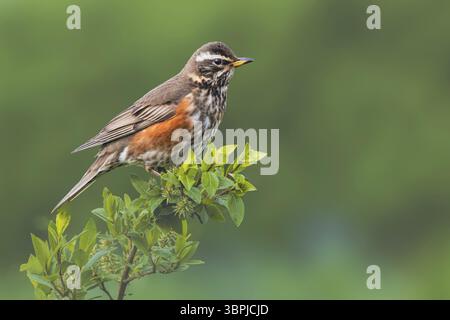Redwing (Turdus iliacus) assis sur une branche d'arbre, parc naturel, Dalvik, Islande, Europe Banque D'Images