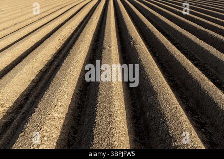 Rangées uniformes et brunes de sol convergeant au point de fuite dans un champ cultivé ou un champ pour la culture d'asperges Banque D'Images
