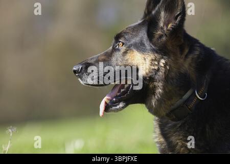 Portrait attentif de chien shepard allemand Banque D'Images