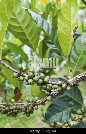 Plantes de café sur les arbres gros plan, baies de culture de café pour la récolte à Java, Indonésie pour le café Java Banque D'Images
