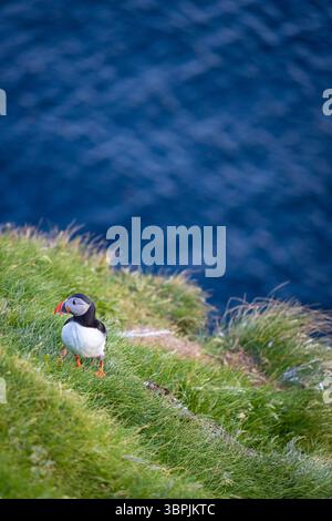 Vue sur les oiseaux macareux près de la cascade Mulafossur dans le petit village de Gasadalur. Île de Vagar, Îles Féroé, Danemark, Europe. Banque D'Images