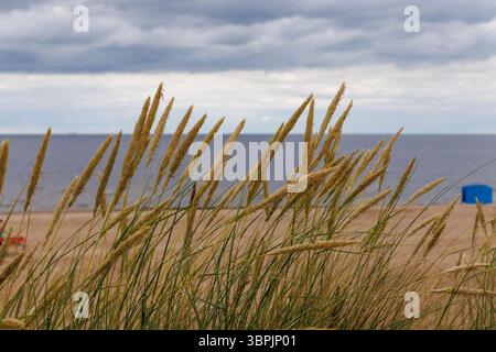 longue herbe se balançant dans le vent, avec une plage de sable, une mer sombre, et une cabane bleue au loin sous un ciel nuageux. Banque D'Images