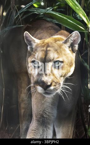 Panthère de Floride Puma concolor coryi à l'aube dans le sud-ouest de la Floride Banque D'Images