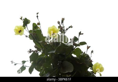 Fleurs d'Hibiscus tiliaceus, d'hibiscus de mer ou de Cottonwood côtier, isolées sur blanc Banque D'Images