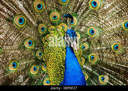 Superbe paon mettant en valeur son plumage éclatant avec des motifs d'oeil complexes, soulignant la beauté et l'élégance du design de la nature Banque D'Images