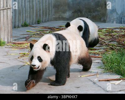 Deux pandas géants (Ailuropoda melanoleuca) mangeant du bambou dans un enclos de zoo, Chine Banque D'Images