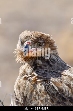 Gros plan d'un aigle Bateleur juvénile (Terathopius ecaudatus) avec un bec taché de sang après s'être nourri, Parc national du Serengeti, Tanzanie, Afrique Banque D'Images
