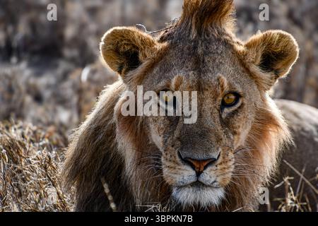 Portrait rapproché d'un jeune lion mâle (Panthera leo) au regard intense, Parc National du Serengeti, Tanzanie, Afrique Banque D'Images