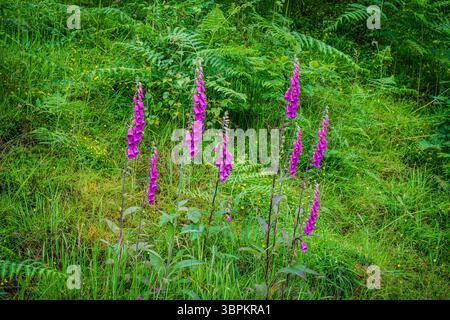Les gants de foxgant magenta fleurissent naturellement sur une pente verdoyante parsemée de fleurs sauvages, capturant l'essence vibrante du début de l'été dans la campagne. Banque D'Images