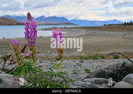 Fleurs de lupin en fleurs au lac Tekapo avec des montagnes enneigées en arrière-plan, Canterbury, Île du Sud, Nouvelle-Zélande Banque D'Images