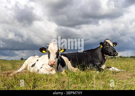 Deux jolies vaches paresseuses couchées dans l'herbe détendues l'une à côté de l'autre, sombres nuages de tonnerre qui menacent au-dessus d'un champ Banque D'Images
