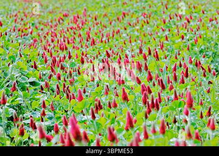 Trèfle cramoisi, trèfle italien (Trifolium incarnatum), fleurissant dans un champ Banque D'Images