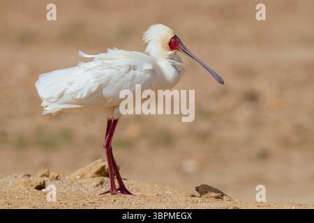 Bec de cuillère africain (Platalea alba), vue latérale d'un adulte debout sur le sol, Afrique du Sud, Cap occidental Banque D'Images
