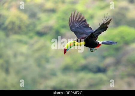 Toucan à bec de quille, toucan au soufre, toucan à bec de quille, toucan à bec d'arc-en-ciel (Ramphastos sulfuratus), volant le long d'une forêt tropicale, Costa Rica, Puntar Banque D'Images