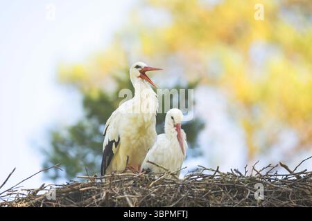 Cigogne blanche (Ciconia ciconia), paire perchée sur un nid dans une forêt, Allemagne, Hesse Banque D'Images