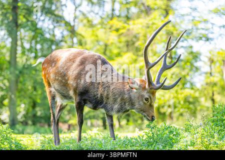 Cerf Sika, cerf sika apprivoisé, cerf apprivoisé (Cervus nippon), mâle debout sur un pré Banque D'Images