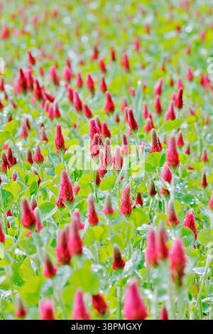 Trèfle cramoisi, trèfle italien (Trifolium incarnatum), fleurissant dans un champ Banque D'Images