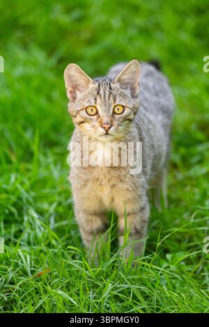 Chat sauvage européen, chat sauvage des forêts (Felis silvestris silvestris), jeune animal debout dans un pré, regardant vers la caméra, Allemagne, Hesse Banque D'Images