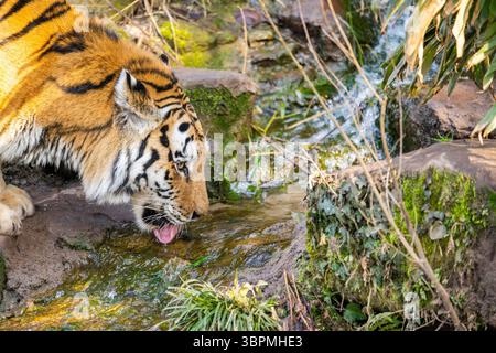 Tigre de Sibérie, tigre d'Amurie (Panthera tigris altaica), buvant dans un ruisseau de montagne, portrait Banque D'Images