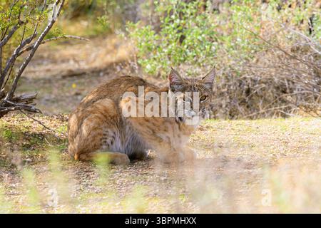 bobcat, chat sauvage, lynx de baie, lynx rouge (Lynx rufus), assis caché, vue de côté, États-Unis, Arizona, Sonoran Banque D'Images