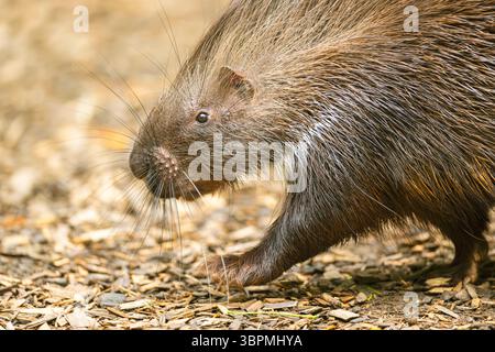 Porc-épic africain, porc-épic à crête (Hystrix cristata), marche, vue de côté Banque D'Images
