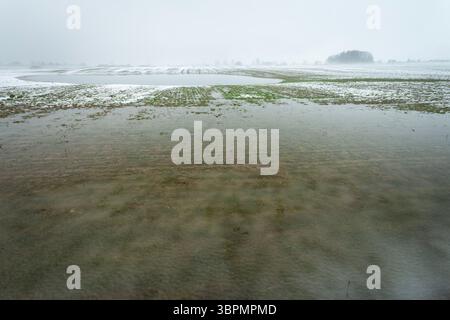 Champ d'hiver avec neige, eau et glace un jour de Foggy, Czulczyce, Pologne orientale Banque D'Images