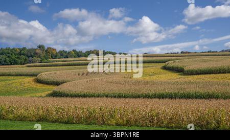 Champs de maïs et de soja au début de l'automne : des niveaux alternés de maïs et de soja mûrissent un jour de septembre dans le sud du Wisconsin. Banque D'Images