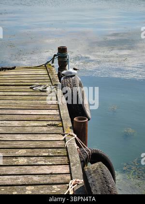 Une mouette perche sur un pneu altéré à un vieux quai en bois au-dessus de l'eau calme d'un lac par une journée d'été paisible, avec une lumière douce et des nuages reflétés sur le Banque D'Images
