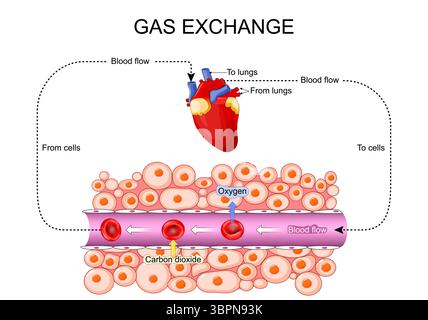 Respiration cellulaire. ECHANGE gazeux. Les globules rouges se déplacent dans un cycle des poumons au cœur, puis aux organes internes via la circulation sanguine. Fermer Illustration de Vecteur