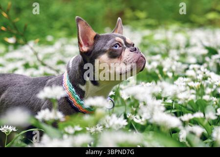 Chien bouledogue français brun orange lilas entre fleurs d'ail sauvages blanches dans la forêt Banque D'Images