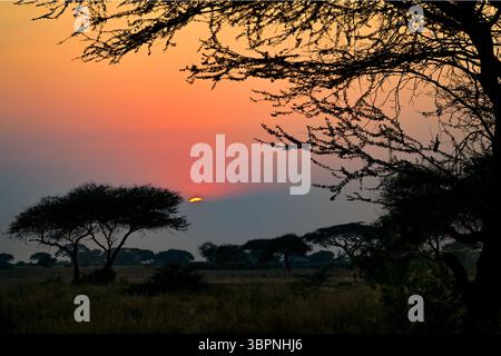 Coucher de soleil africain sur la savane avec des acacia silhouettés sur un ciel orange, réserve nationale Maasai Mara, Kenya Banque D'Images