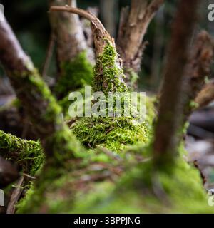 Pin tombé couvert de mousse en gros plan, bûche de décomposition avec de nombreuses branches dans la forêt calme et immobile Banque D'Images