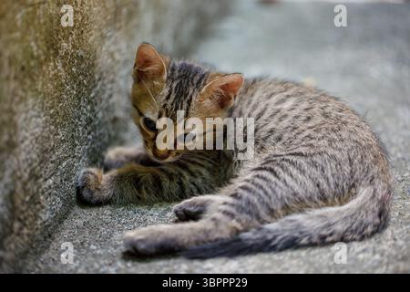 Chaton tabby solitaire couché sur le sol froid près d'un mur à l'extérieur Banque D'Images