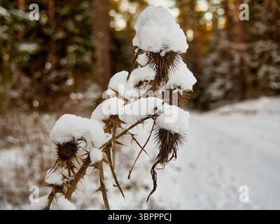 Chardons séchés enneigés dans la forêt d'hiver avec lumière dorée Banque D'Images