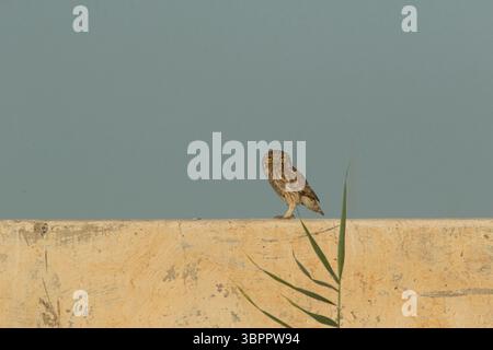Petite chouette (Athene noctua) perchée sur un mur en Ouzbékistan Banque D'Images