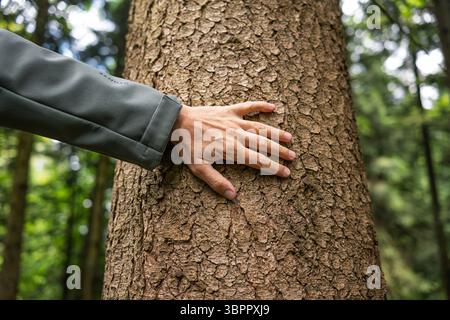 Main masculine caucasienne touchant un tronc d'arbre dans une forêt. Gros plan, faible profondeur de champ, texture rugueuse de l'écorce d'arbre Banque D'Images