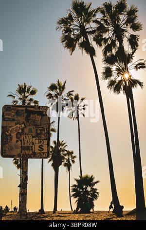 Palmiers silhouettés au coucher du soleil sur Venice Beach, Los Angeles, Californie, États-Unis Banque D'Images