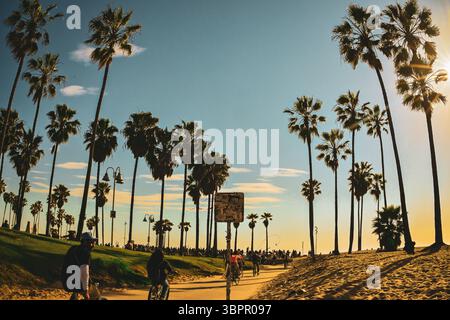 Les gens faisant du vélo le long du sentier bordé de palmiers à Venice Beach au coucher du soleil, Los Angeles, Californie, États-Unis. Banque D'Images
