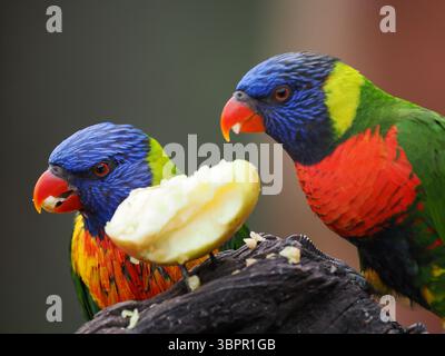 Une photo dynamique de deux superbes lorikeets arc-en-ciel aux couleurs vives, tous deux concentrés sur un morceau de pomme, montrant leur interaction ludique. Banque D'Images