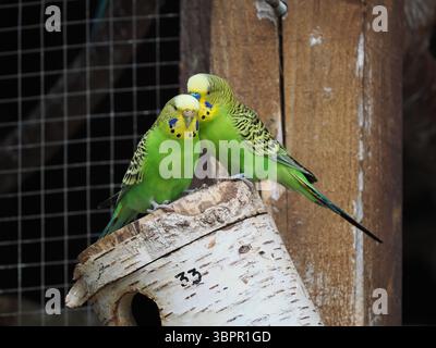Une charmante paire de budgerigars verts et jaunes (perruches) perchés ensemble sur une bûche de nidification rustique en bois. Banque D'Images