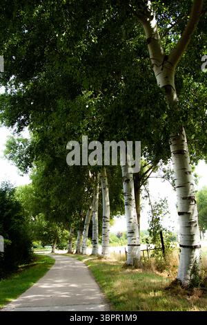 Un sentier serein en béton serpente à travers un paysage estival paisible, flanqué de grands bouleaux argentés aux feuilles vertes luxuriantes, baignés de lumière du jour. Banque D'Images