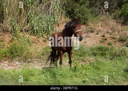 Un bel étalon brun se dresse dans un champ sur fond de forêt. Cheval Banque D'Images