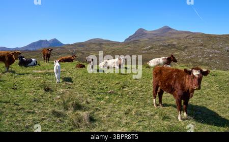 Bovins et veaux écossais qui paissent sur un pâturage dans les hautes terres du nord de l'Écosse Banque D'Images