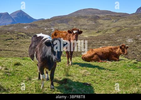 Bovins et veaux écossais qui paissent sur un pâturage dans les hautes terres du nord de l'Écosse Banque D'Images
