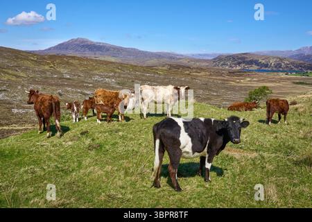 Bovins et veaux écossais qui paissent sur un pâturage dans les hautes terres du nord de l'Écosse Banque D'Images